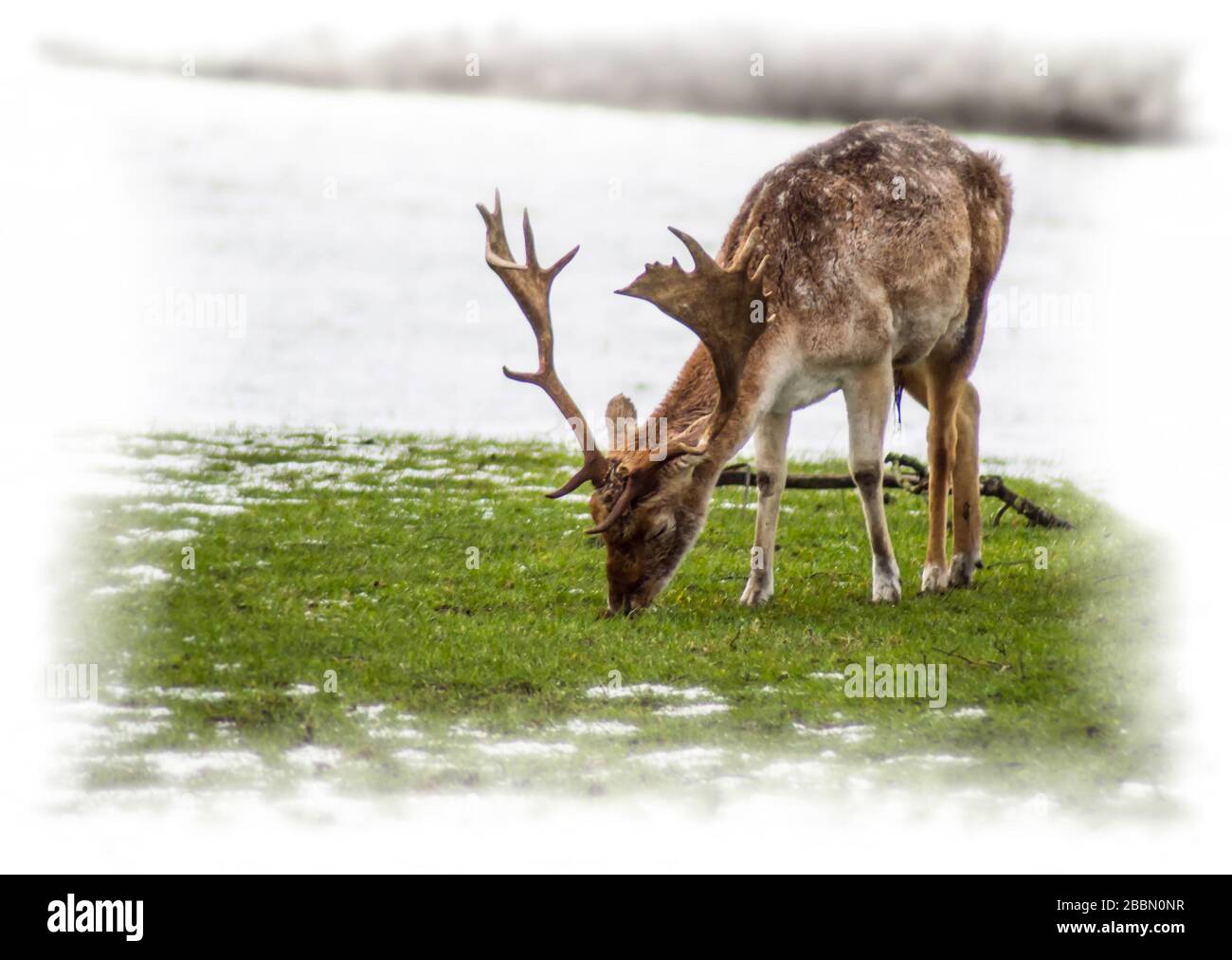 In inverno, si nutrono di erba circondata dalla neve. Chatsworth, Derbyshire, Inghilterra Foto Stock