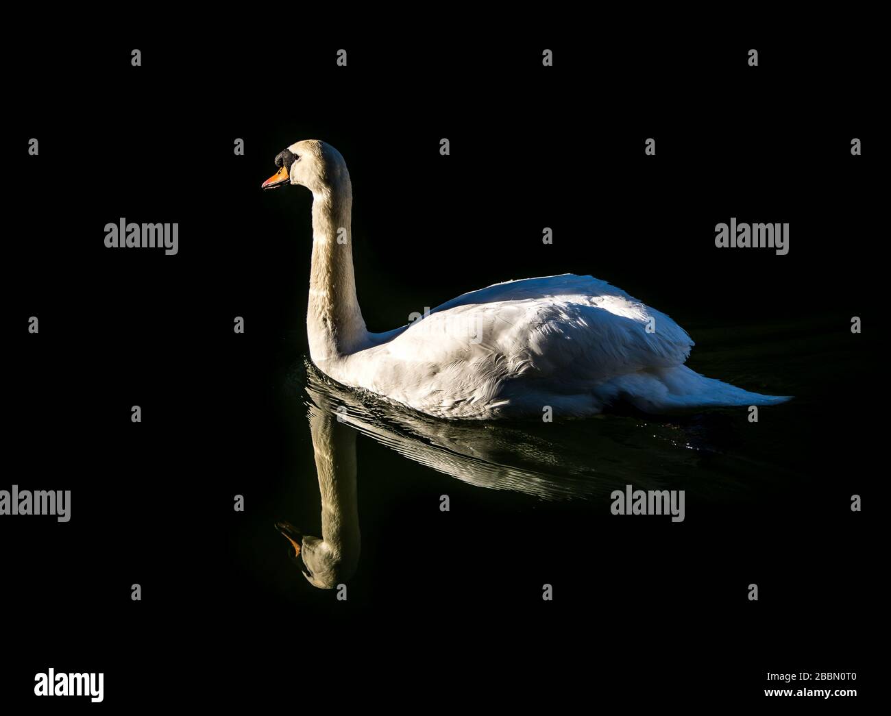 UK Wildlife - Swan in ambiente naturale - Stoke Bruene - Northamptonshire Foto Stock