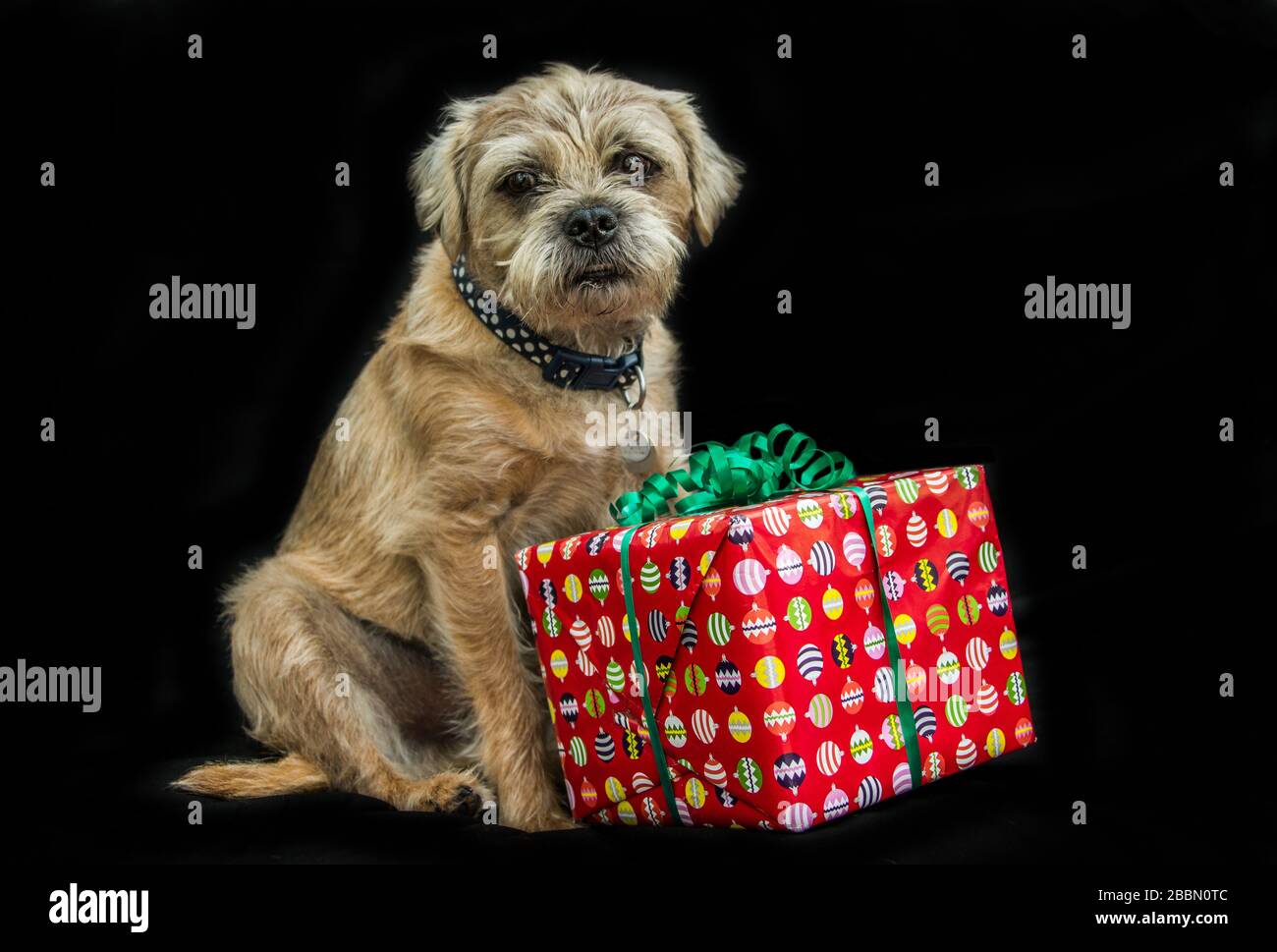 Tan bordo terrier che tiene un regalo rosso di Natale in Inghilterra Foto Stock