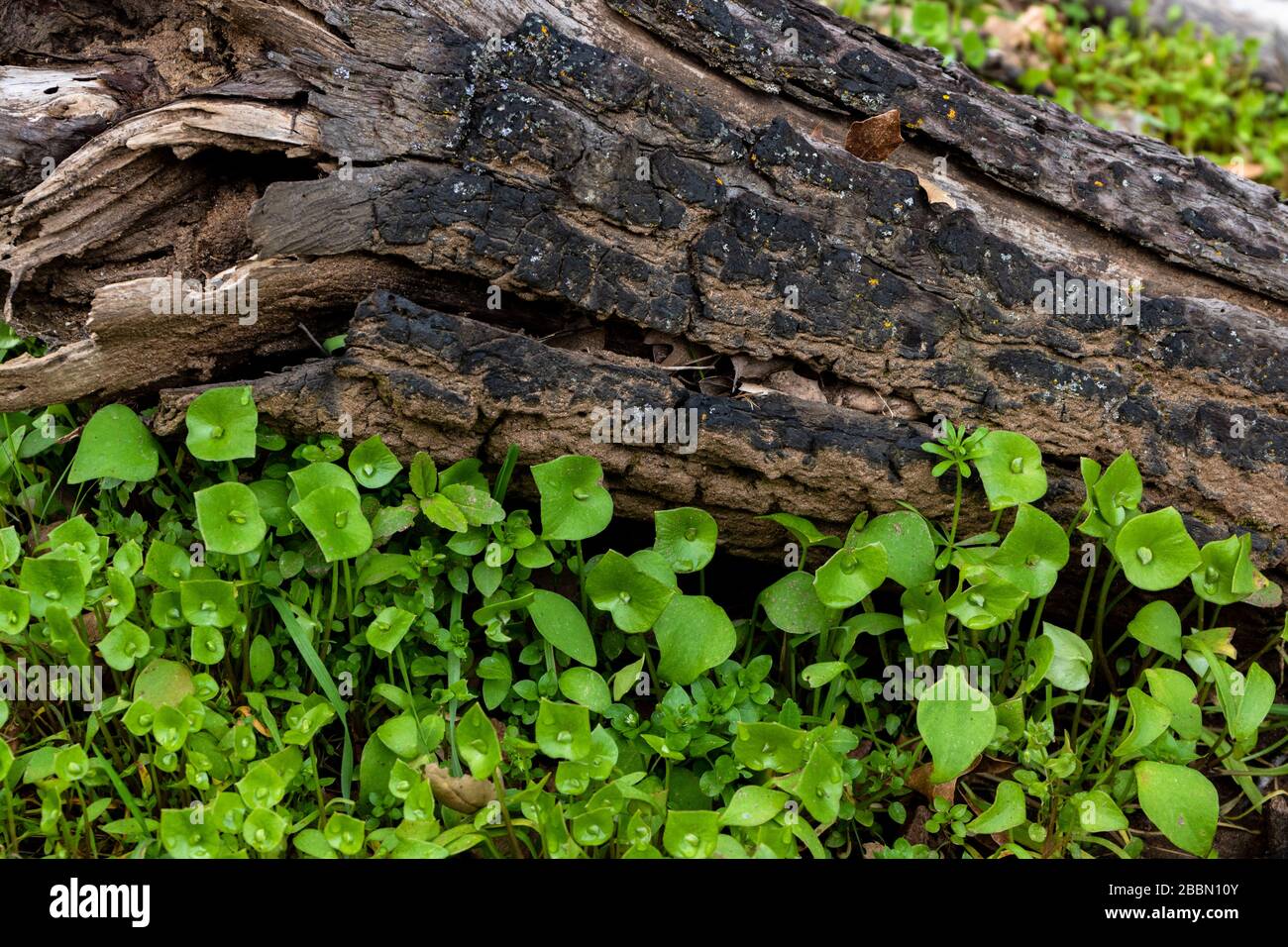 Lattuga minatore, lattuga indiana, puslane invernali, buona degustazione di insalata nativa commestibile pianta buona per il foraging cibo di sopravvivenza Foto Stock