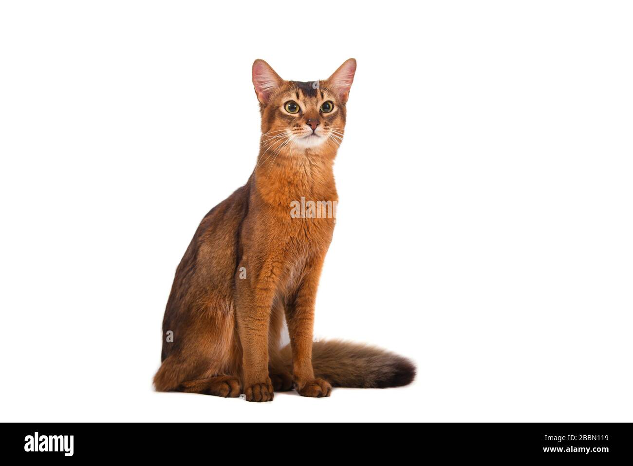 Gatto somalo su sfondo bianco. Gatto seduto Foto Stock