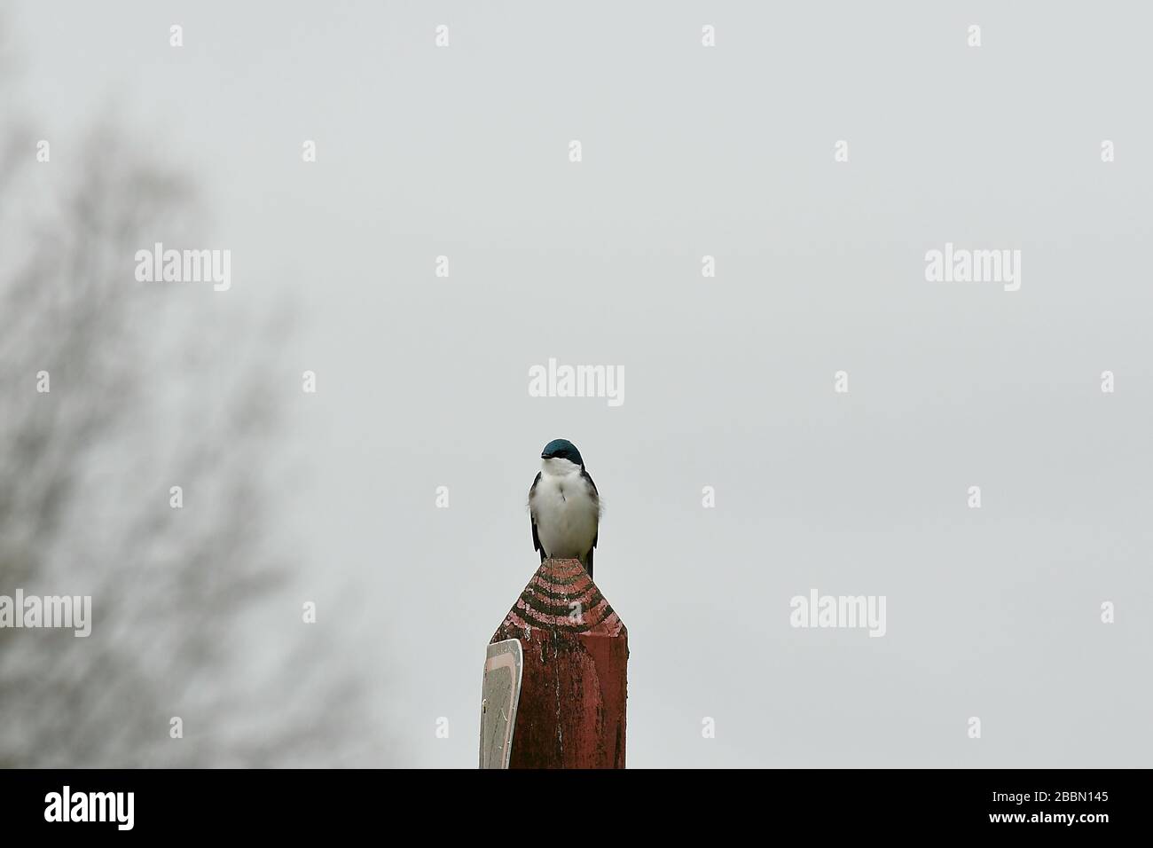 Tree Swallow arroccato su un palo di legno vista frontale Foto Stock