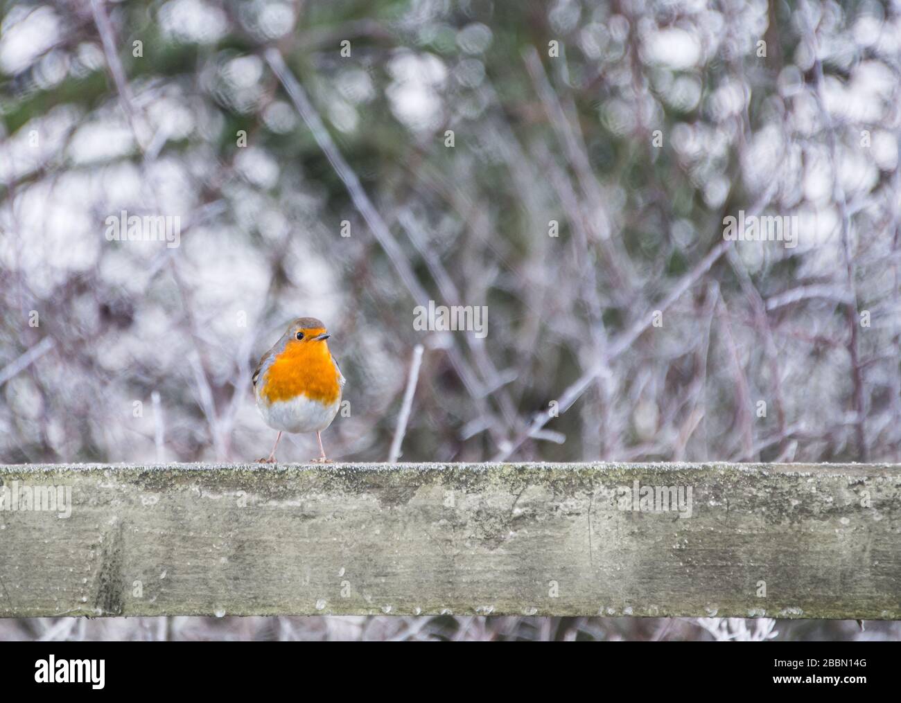 UK Wildlife - Robin su una recinzione frosty in inverno - Towcester, Northants, Regno Unito Foto Stock