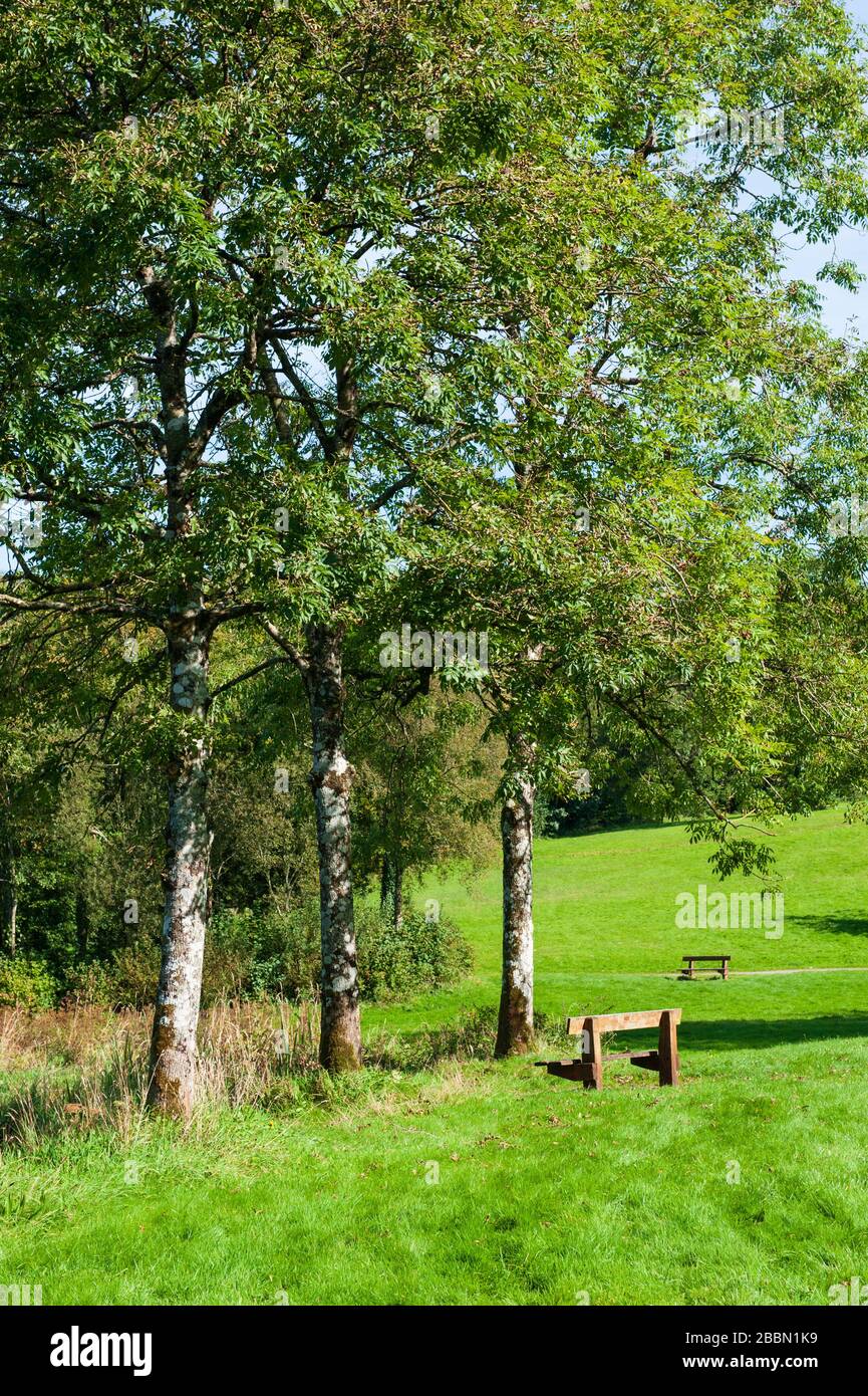 Killykeen Forest Park a Co.Cavan nella stagione autunnale, Irlanda Foto Stock