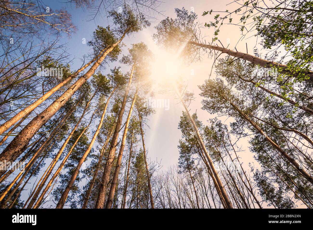 Il sole splende attraverso alti alberi di abete rosso della foresta di conifere in Belgio. Foto Stock
