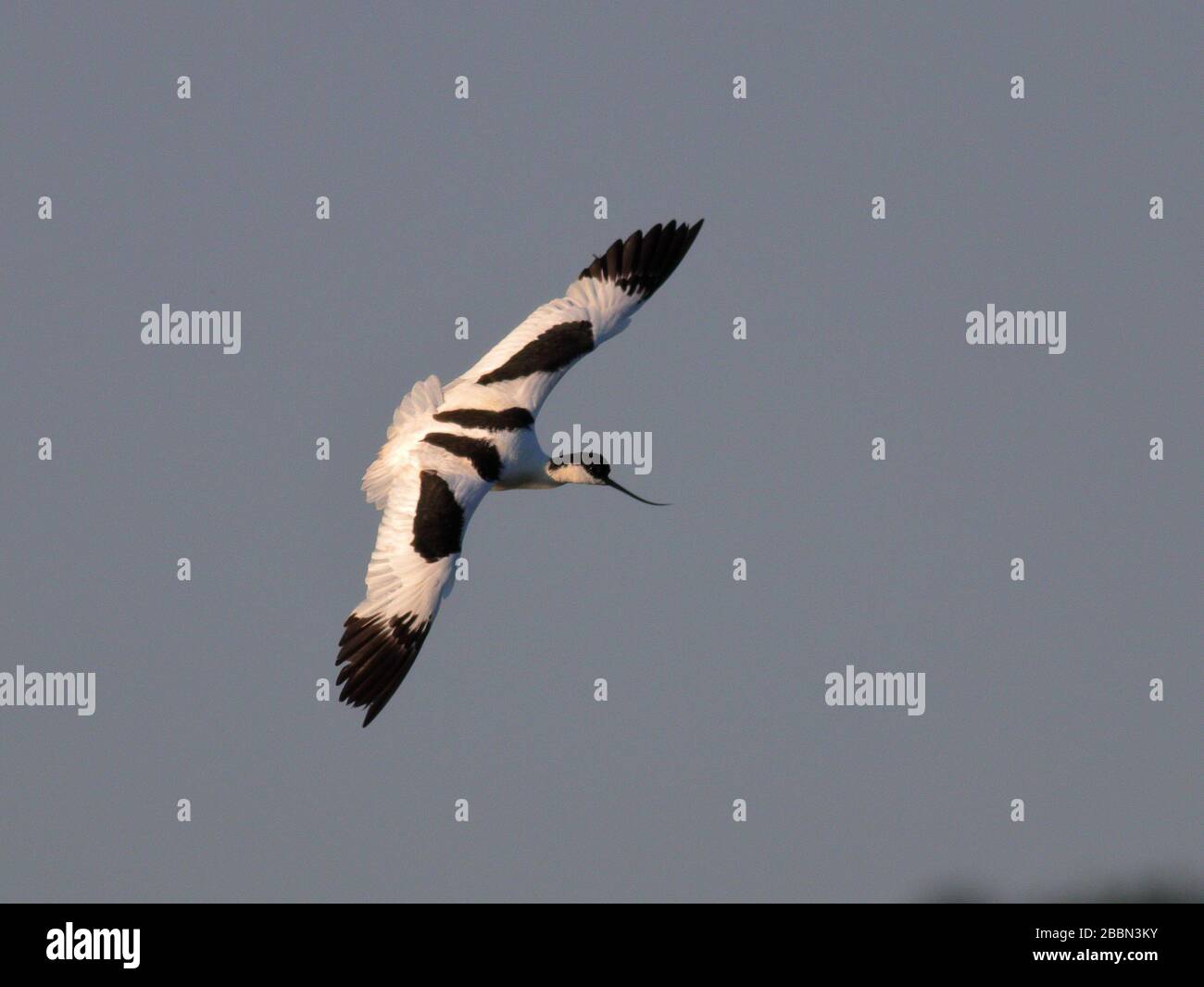 natura uccelli volpe scoiattolo Foto Stock