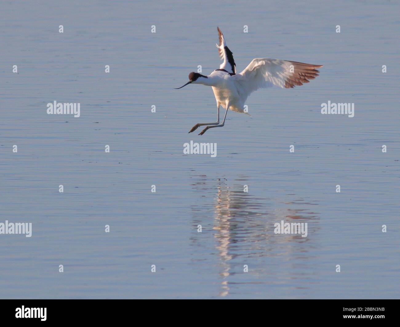 natura uccelli volpe scoiattolo Foto Stock