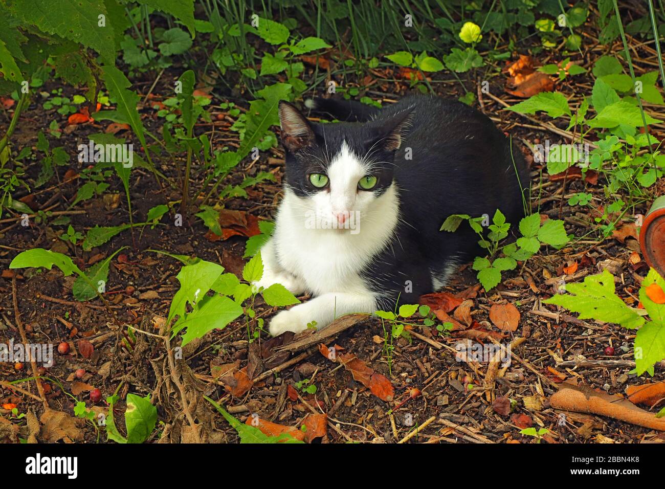Un gatto di tuxedo (Felis catus) con occhi verdi, bianco e nero, con onde di shorthair, circondato da vegetazione Foto Stock