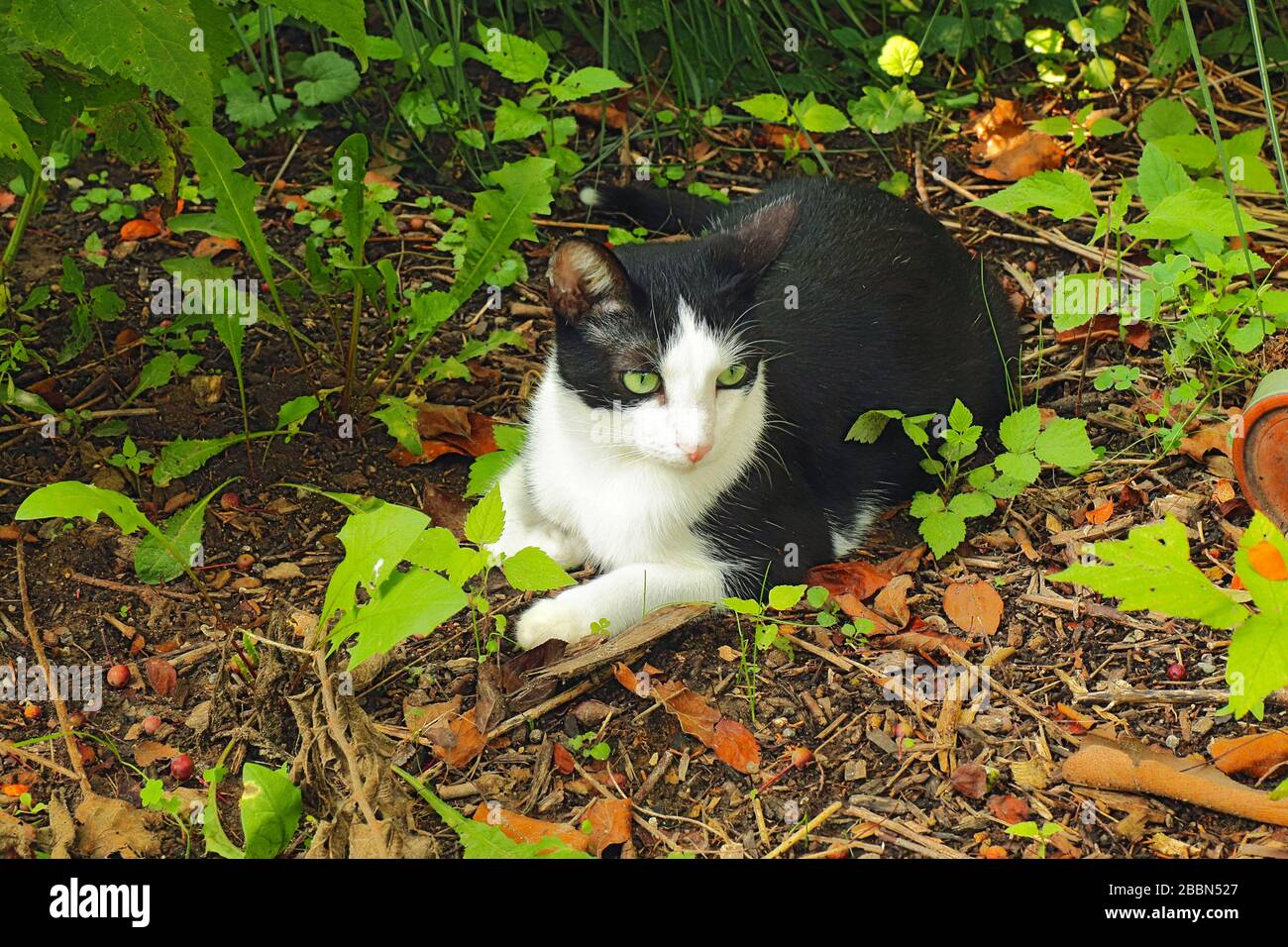 Un gatto di tuxedo (Felis catus) con occhi verdi, bianco e nero, con onde di shorthair, circondato da vegetazione Foto Stock