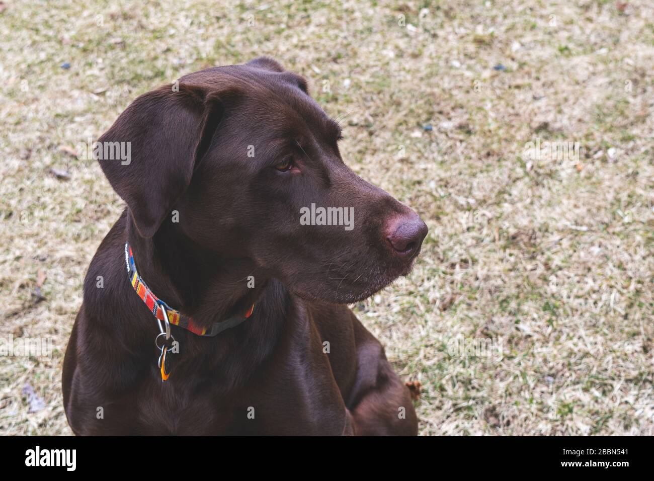 Colpo di testa e petto di un laboratorio di cioccolato per adulti. Maschio Foto Stock