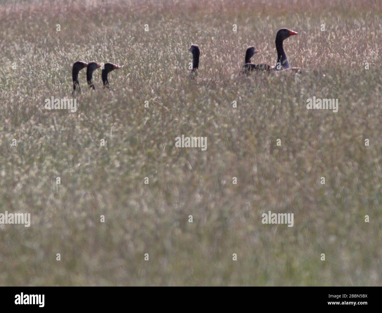 natura uccelli volpe scoiattolo Foto Stock