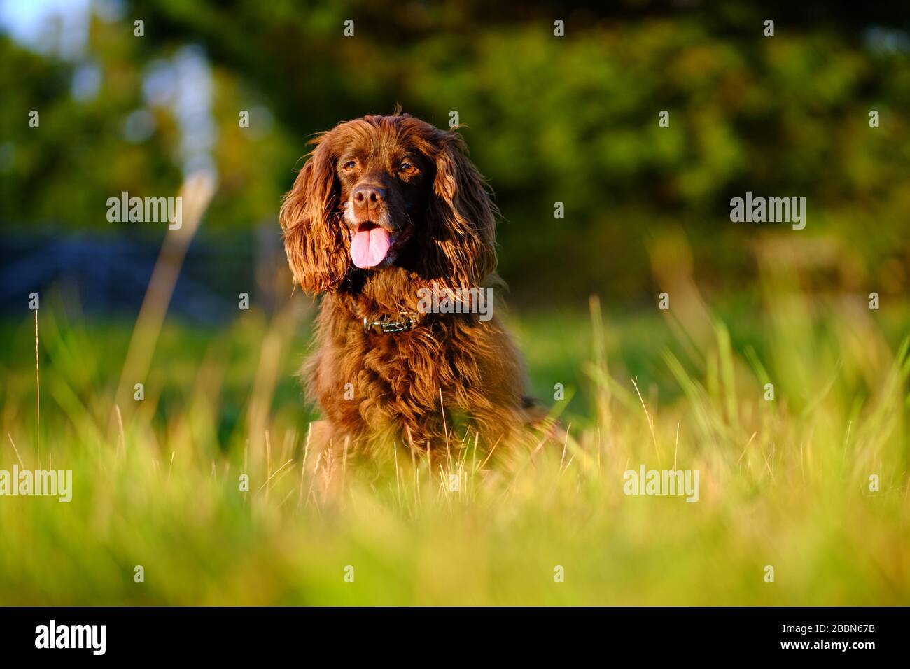 Cocker marrone spaniel seduto in erba lunga in una giornata di sole. Foto Stock