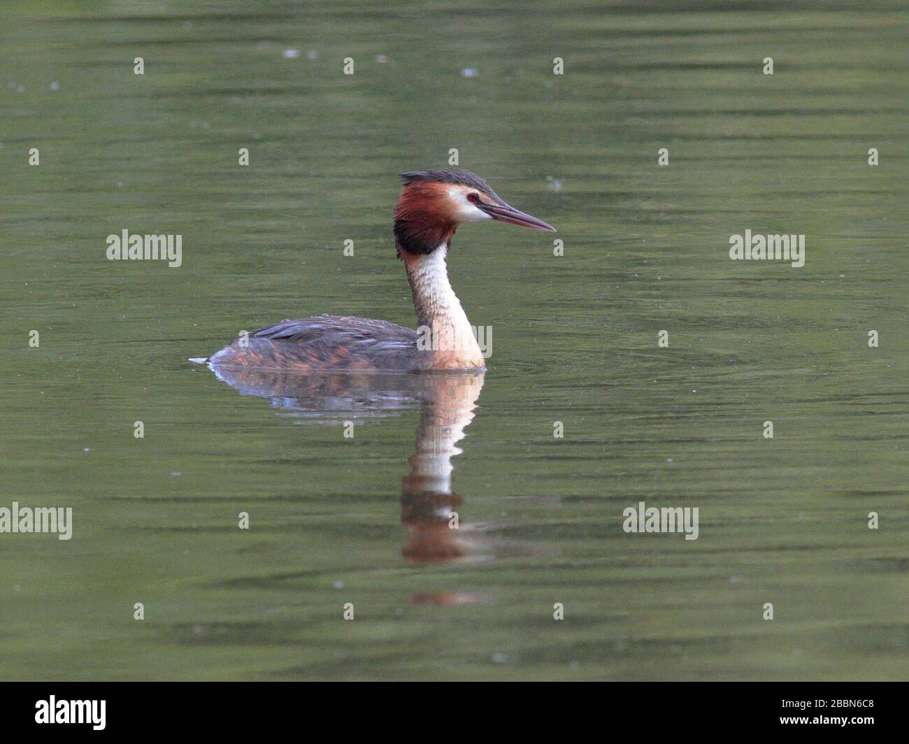 natura uccelli volpe scoiattolo Foto Stock