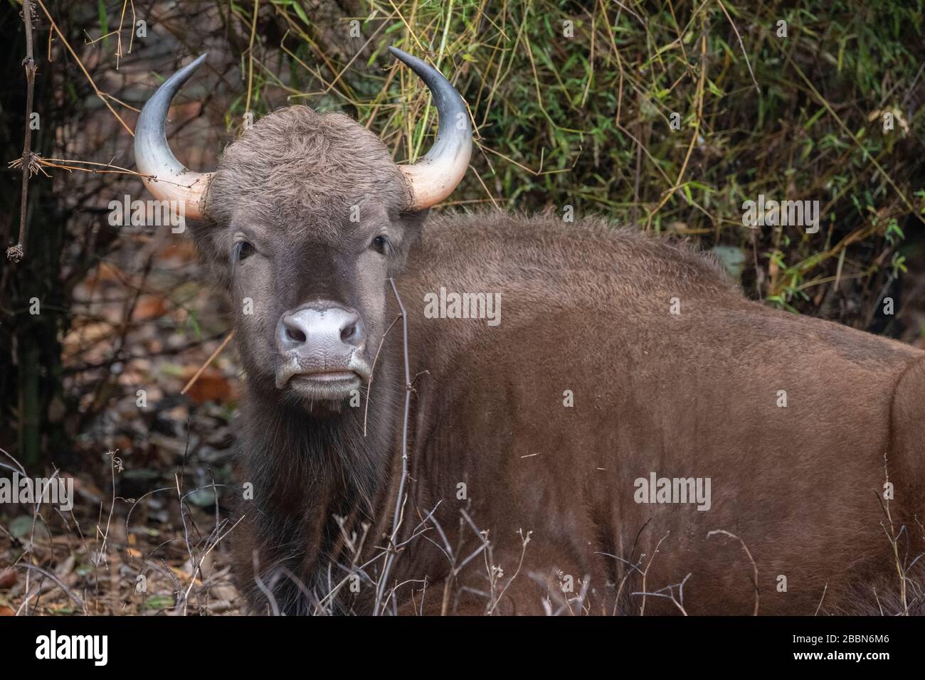 India, Madhya Pradesh, Parco Nazionale di Bandhavgarh. Gaur (SELVAGGIO: Bos gaurus) aka bisonte indiano. Elencato come vulnerabile nella Lista Rossa IUCN. Foto Stock