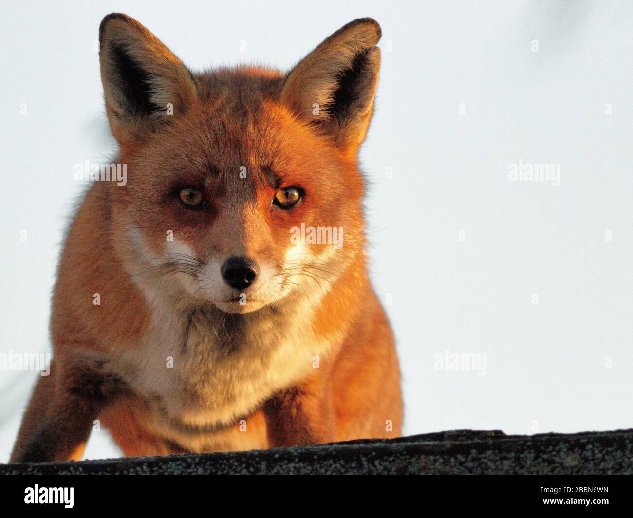 natura uccelli volpe scoiattolo Foto Stock