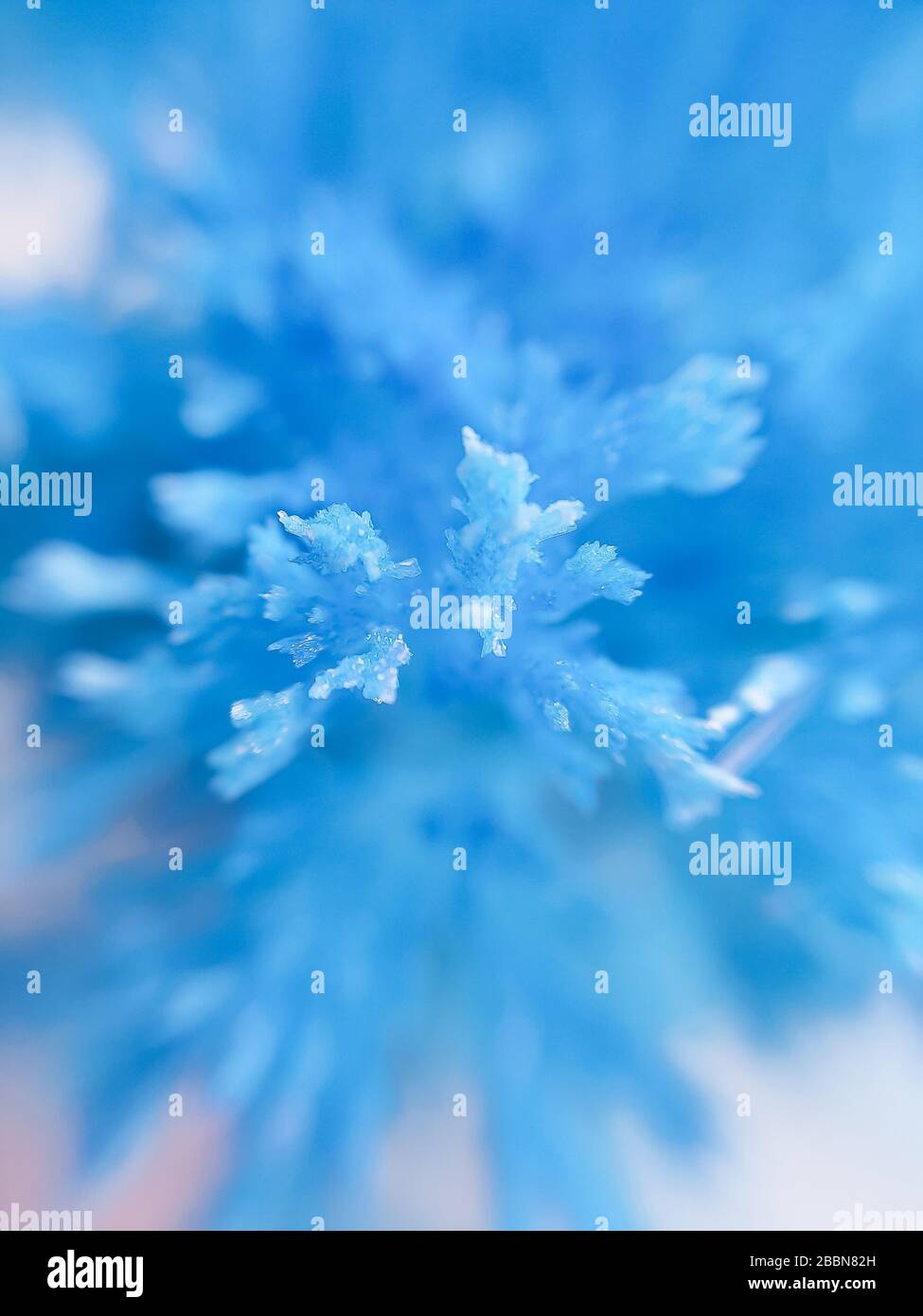 Cristalli radianti cresciuti a casa. Esperienza chimica per i bambini. La coltivazione di cristalli radianti da vicino su una foto. Chimica sintetica Crystal.diy Foto Stock