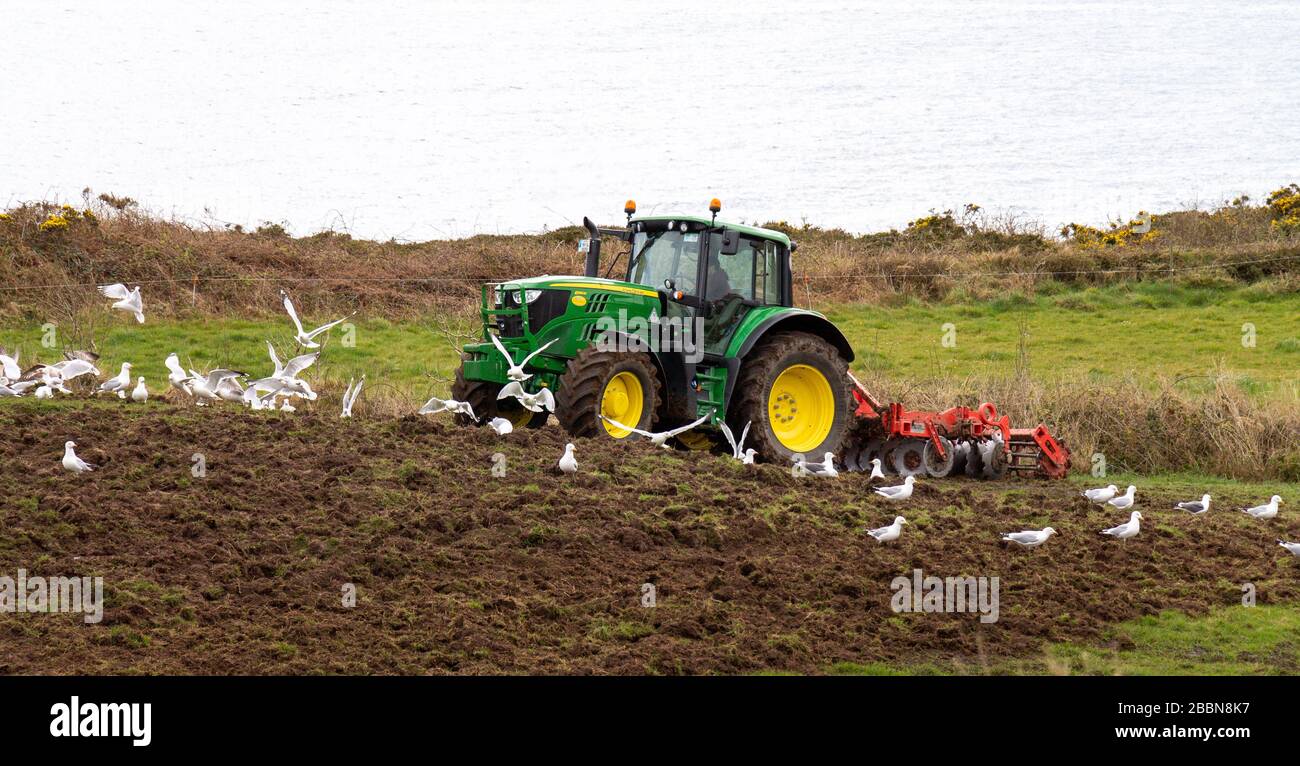 Greggi di gabbiani seguono un trattore John Deer che coltiva un campo Foto Stock