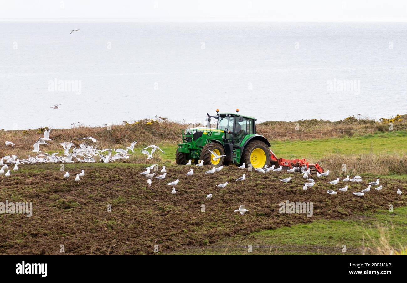 Greggi di gabbiani seguono un trattore John Deer che coltiva un campo Foto Stock