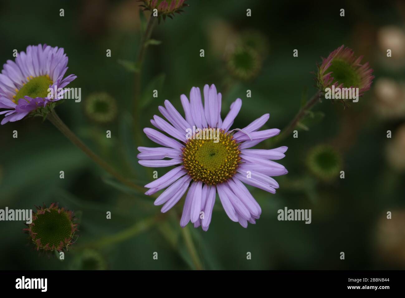 Fiore viola in fiore Foto Stock