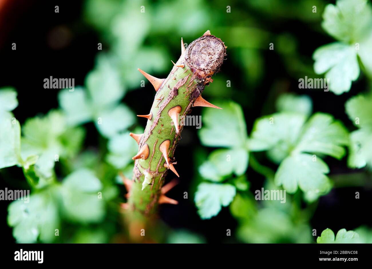 bella macro fotografia di spine del gambo di rosa Foto Stock