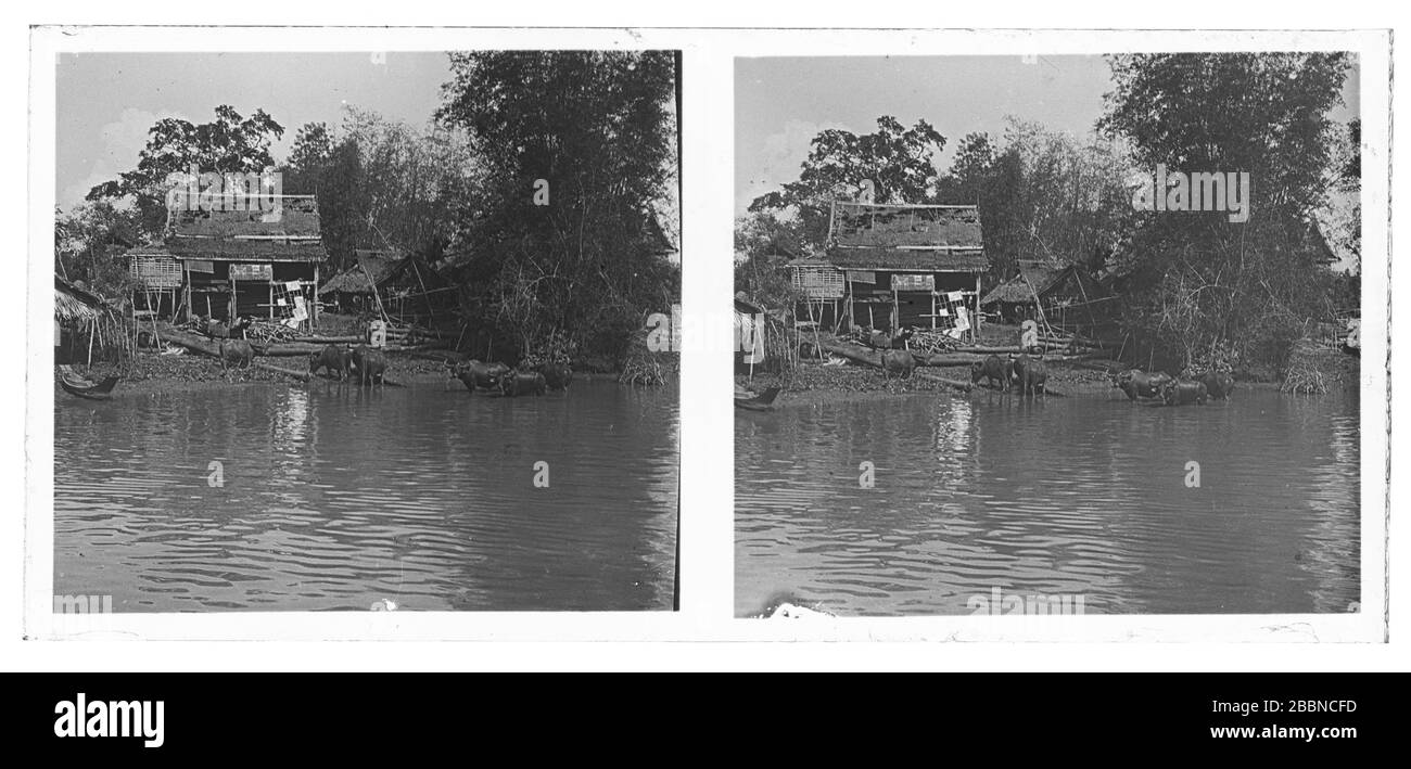 Bufali d'acqua che si trovano nel fiume Stung Sangkae nella provincia di Battambang in Cambogia. Sulle rive del fiume un cottage in piedi con tetto rotto. Fotografia stereoscopica intorno al 1910. Foto su lastra di vetro secca della collezione Herry W. Schaefer. Foto Stock