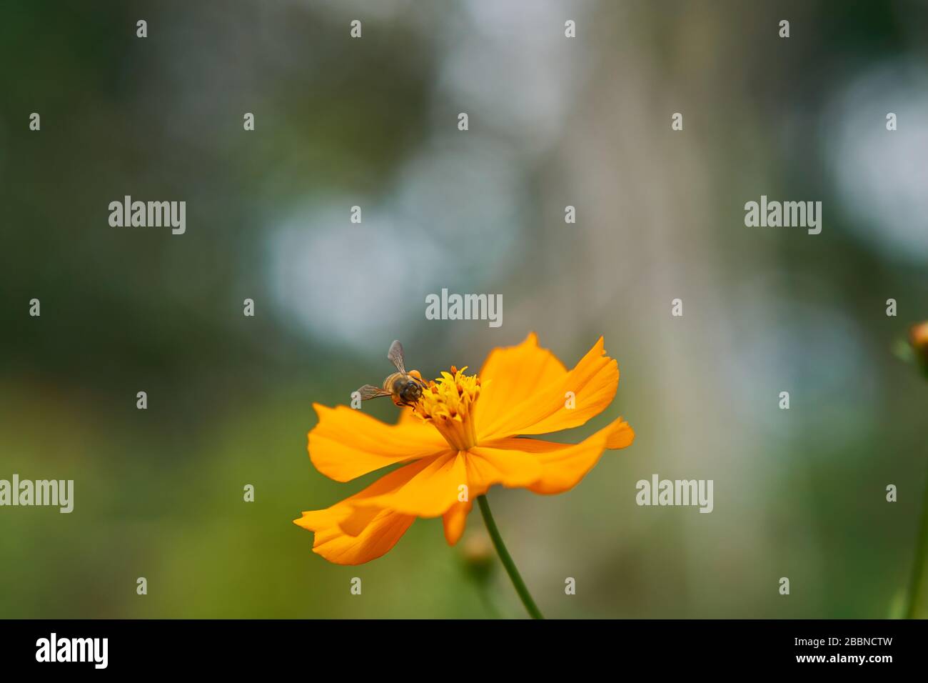 Fiori di cosmo arancio luminosi che fioriscono nel giardino tropicale di Giava, Indonesia Foto Stock