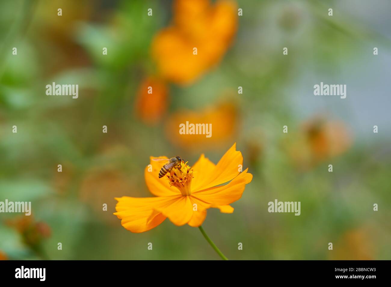 Fiori di arancio cosmo nel giardino tropicale con una messa a fuoco morbida, Giava, Indonesia Foto Stock