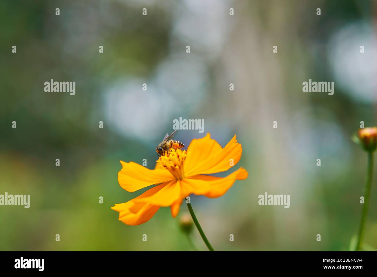 Fiori selvatici arancioni e gialli in un giardino tropicale, Giava, Indonesia Foto Stock