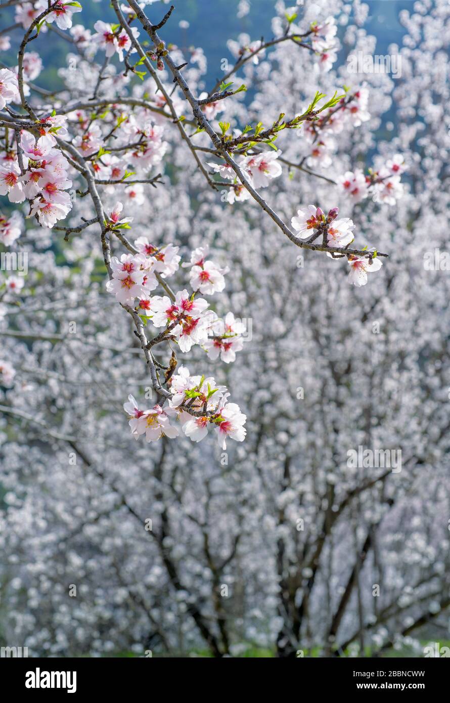 Fiori di mandorlo bianco durante la primavera, fuoco selettivo, colpo verticale Foto Stock