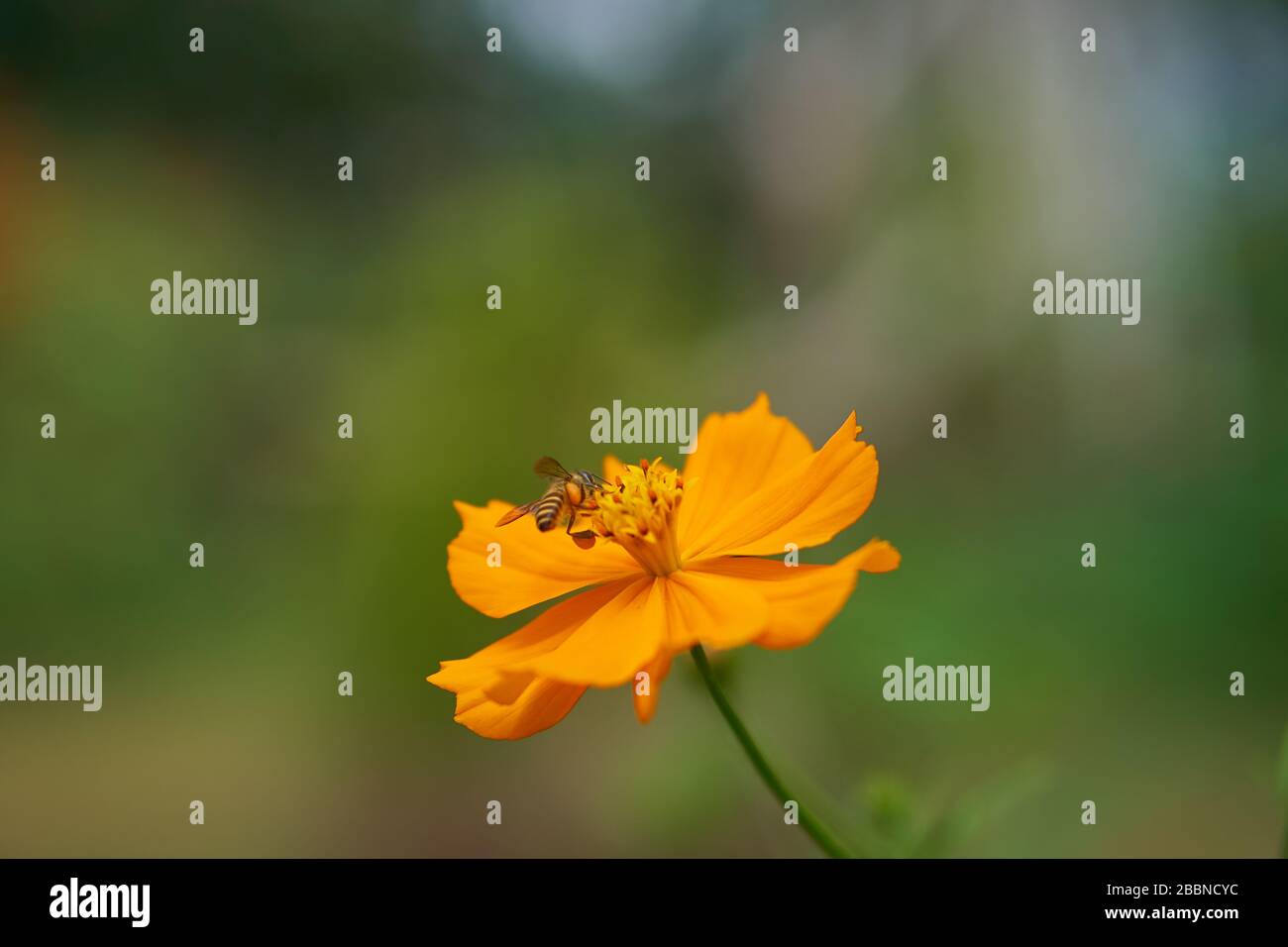 Primo piano con fiori di cosmo arancione e sfondo bokeh morbido, Giava, Indonesia Foto Stock