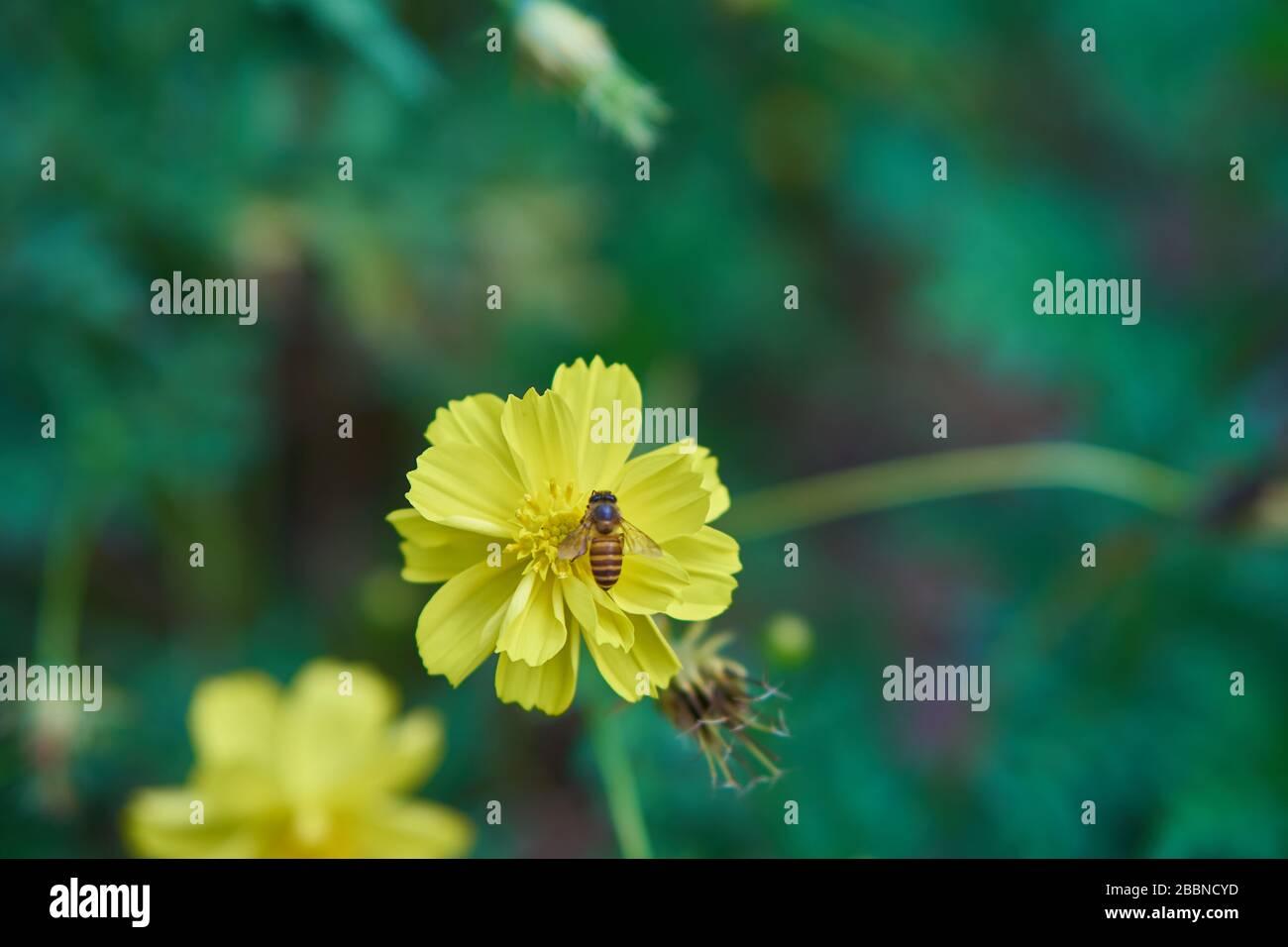 Fiori selvatici arancioni con nettare di raccolta delle api in giardino, Giava, Indonesia Foto Stock