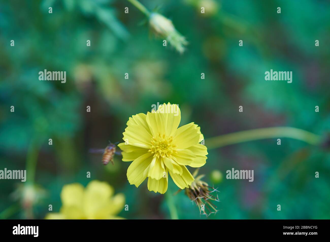 Fiori di cosmo giallo che crescono nel giardino tropicale di Giava, Indonesia Foto Stock