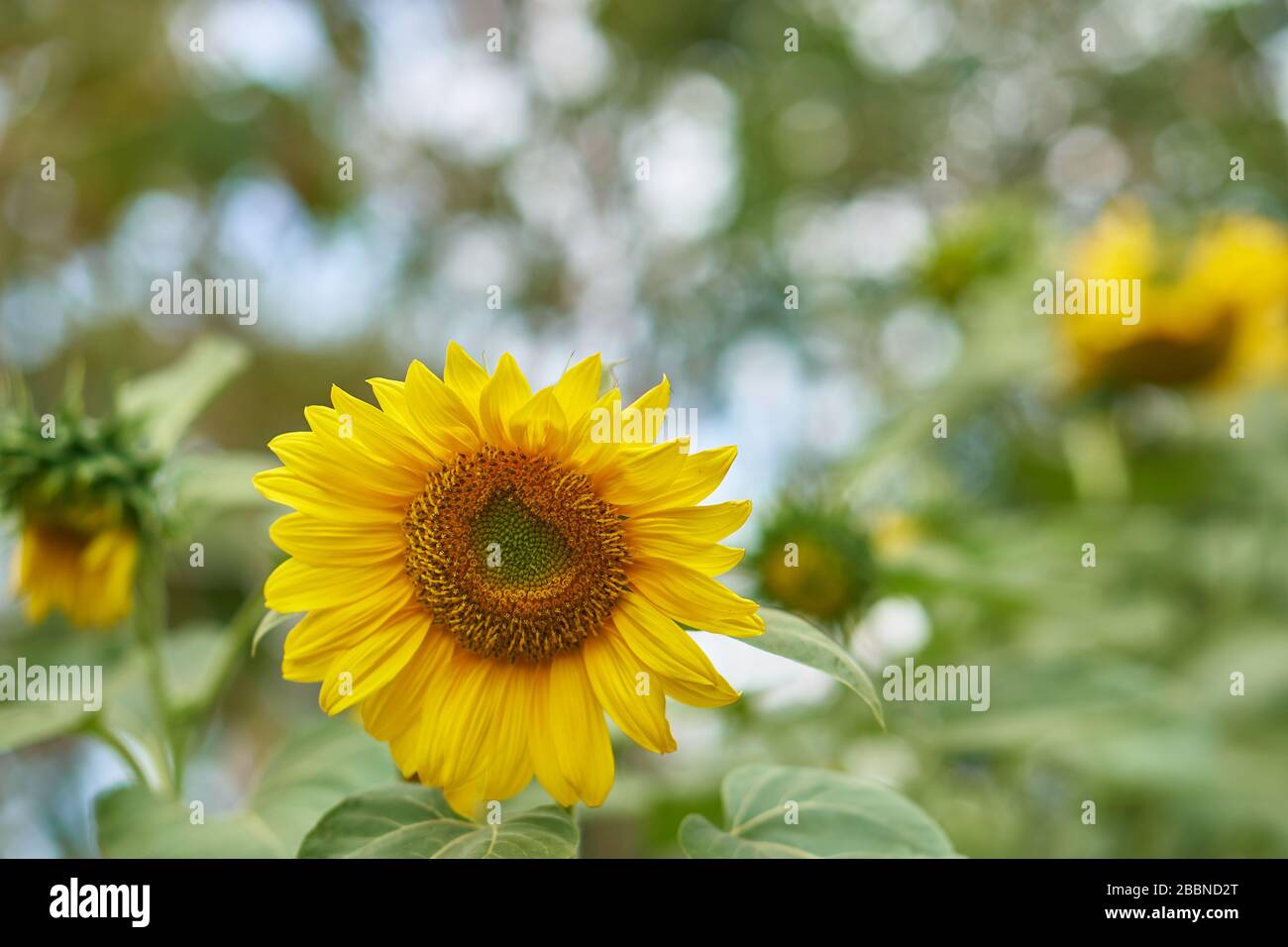 Macro primo piano di una testa di girasole gialla vibrante che rivela intricati motivi di semi a spirale Fibonacci, Giava, Indonesia. Foto Stock