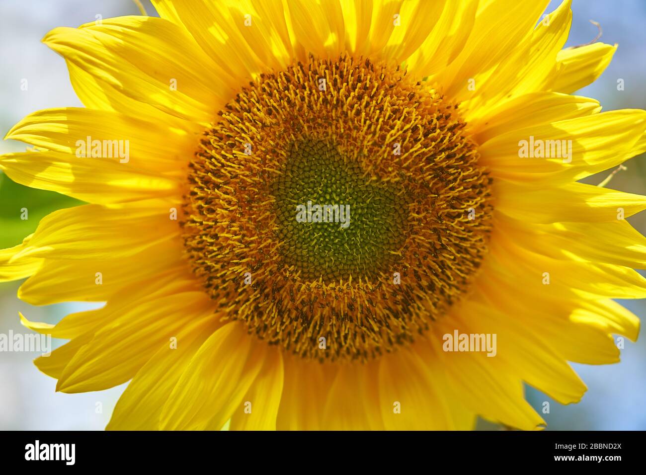 Macro primo piano di una testa di girasole gialla vibrante che rivela intricati motivi di semi a spirale Fibonacci, Giava, Indonesia. Foto Stock