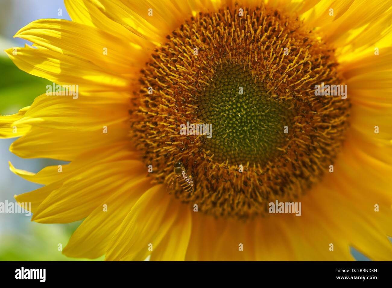 Macro primo piano di una testa di girasole gialla vibrante che rivela intricati motivi di semi a spirale Fibonacci, Giava, Indonesia. Foto Stock