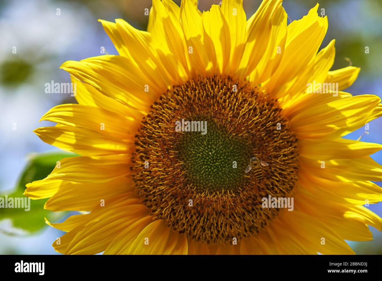 Macro primo piano di una testa di girasole gialla vibrante che rivela intricati motivi di semi a spirale Fibonacci, Giava, Indonesia. Foto Stock