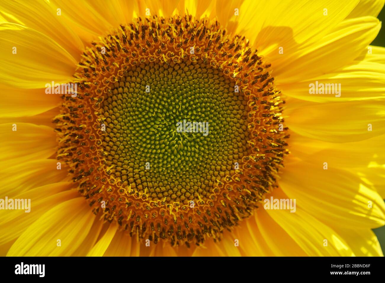 Macro primo piano di una testa di girasole gialla vibrante che rivela intricati motivi di semi a spirale Fibonacci, Giava, Indonesia. Foto Stock
