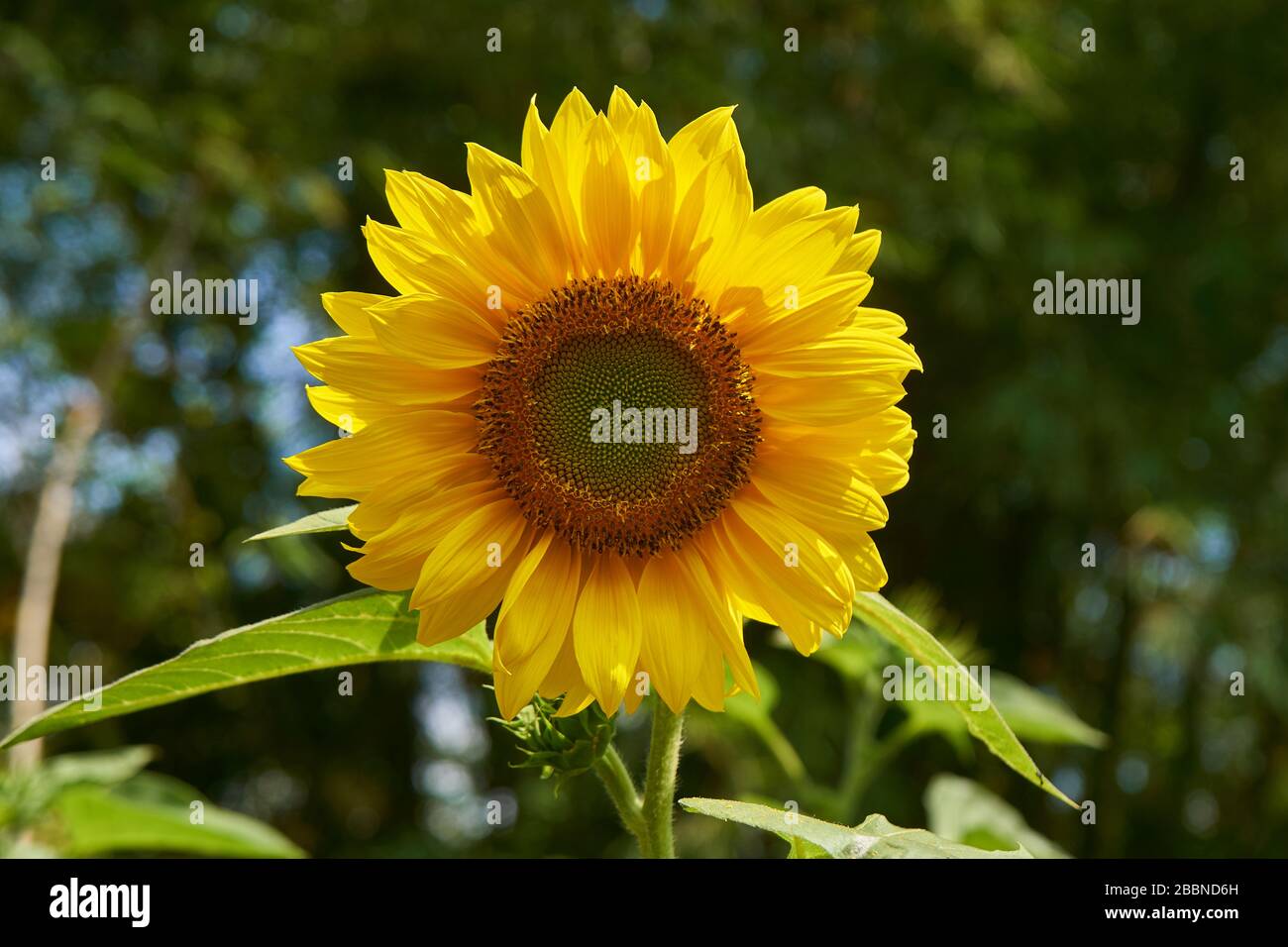 Macro primo piano di una testa di girasole gialla vibrante che rivela intricati motivi di semi a spirale Fibonacci, Giava, Indonesia. Foto Stock