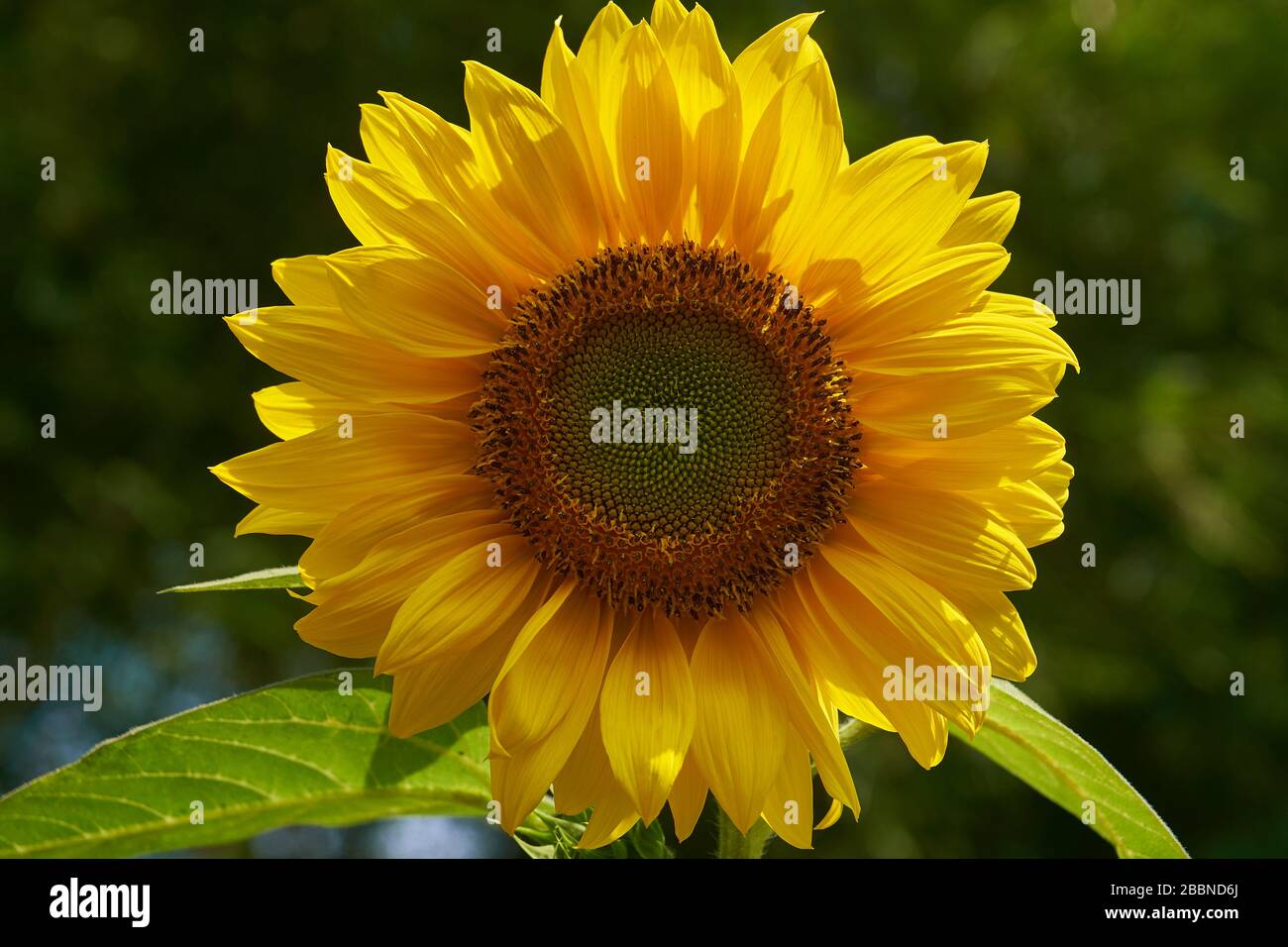 Macro primo piano di una testa di girasole gialla vibrante che rivela intricati motivi di semi a spirale Fibonacci, Giava, Indonesia. Foto Stock