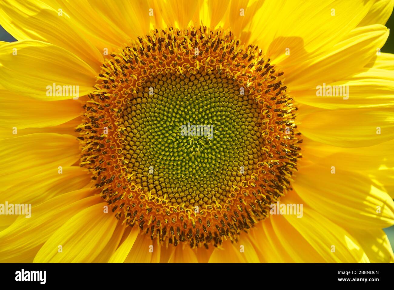 Macro primo piano di una testa di girasole gialla vibrante che rivela intricati motivi di semi a spirale Fibonacci, Giava, Indonesia. Foto Stock