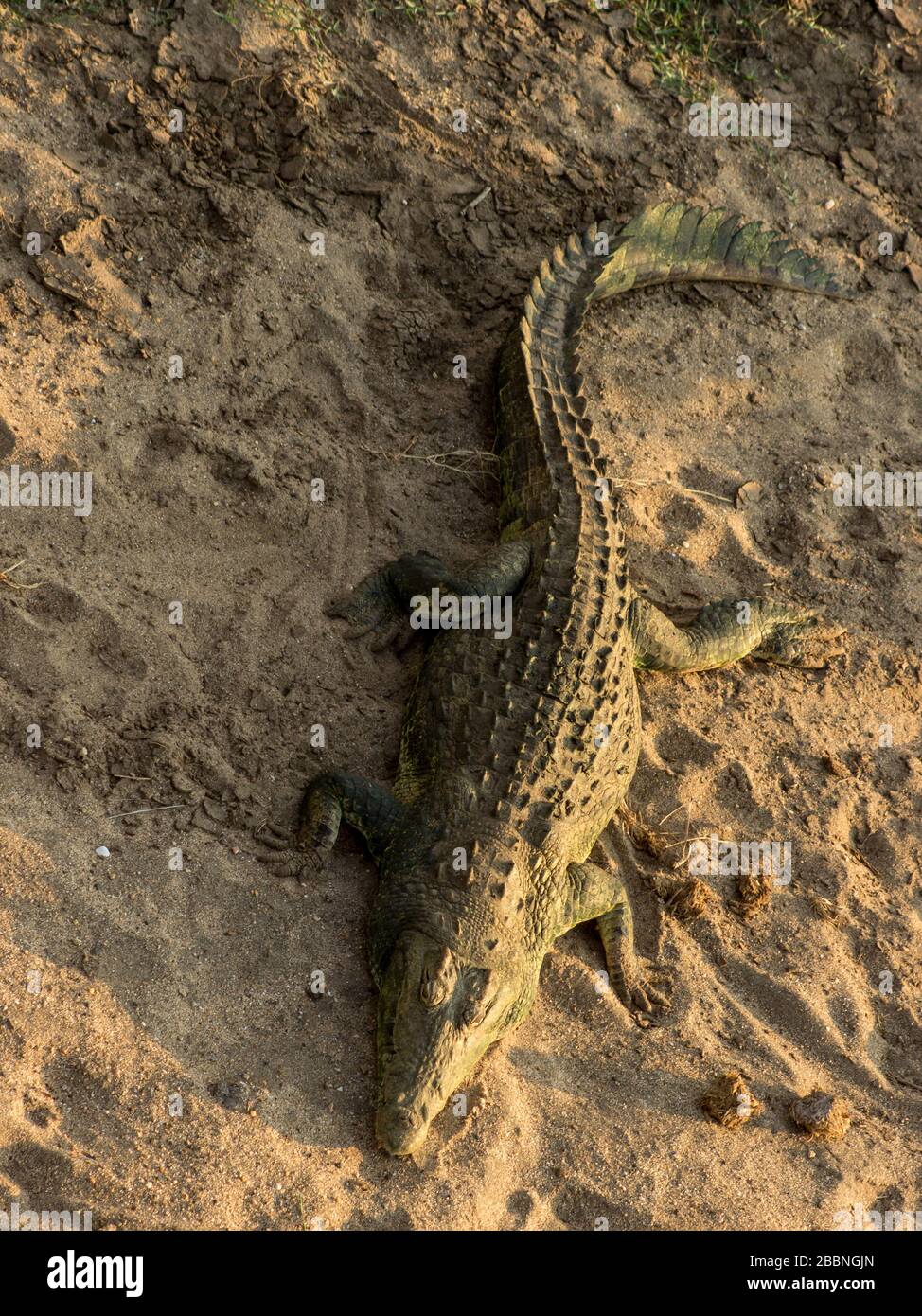 Un grande coccodrillo del Nilo dorme su una riva di sabbia nel fiume Olifants, nel Parco Nazionale Kruger, Sud Africa, negli ultimi raggi solari del giorno Foto Stock