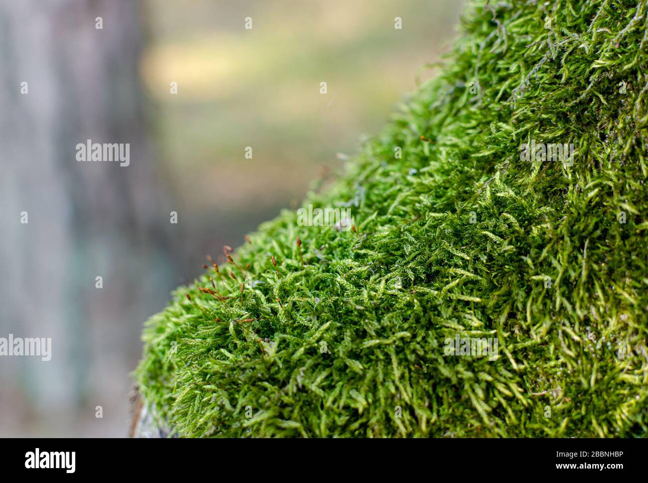 Muschio verde su un albero nel bosco. La foto ha una profondità di campo bassa. Macro vista ravvicinata su lussureggiante superficie naturale lichen. Foto Stock