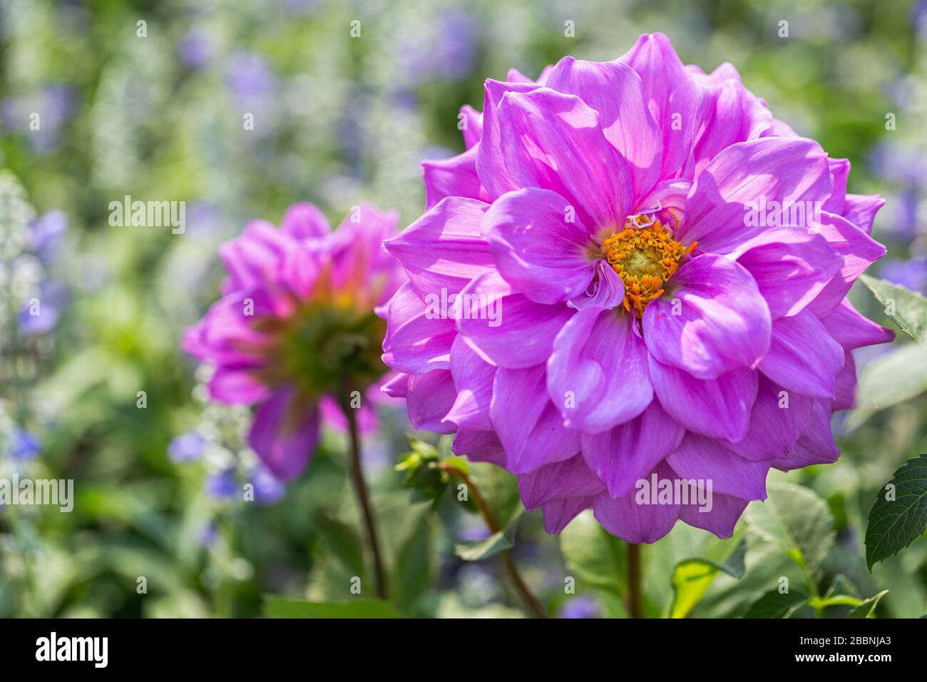 Fiori rosa e foglie verdi in giardino all'estate soleggiata o primavera per la decorazione di bellezza e il design agricolo. Foto Stock