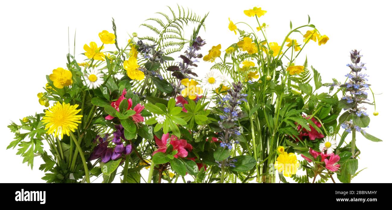 Prato selvatico fiori panorama isoladet su sfondo bianco Foto Stock