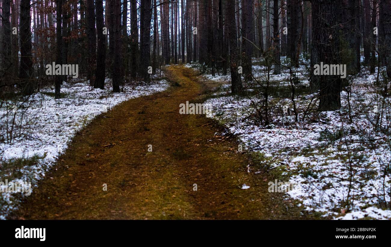 Una strada marrone fangosa e bagnata nella foresta durante l'inverno con una certa neve nei boschi Foto Stock