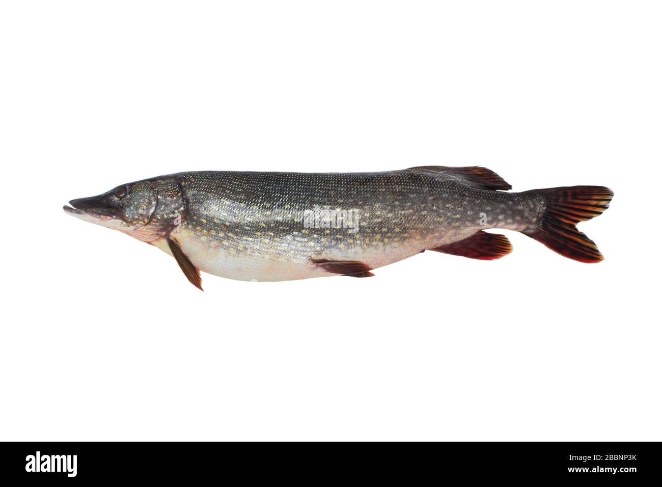 Grande luccio vicino isolato su sfondo bianco Foto Stock