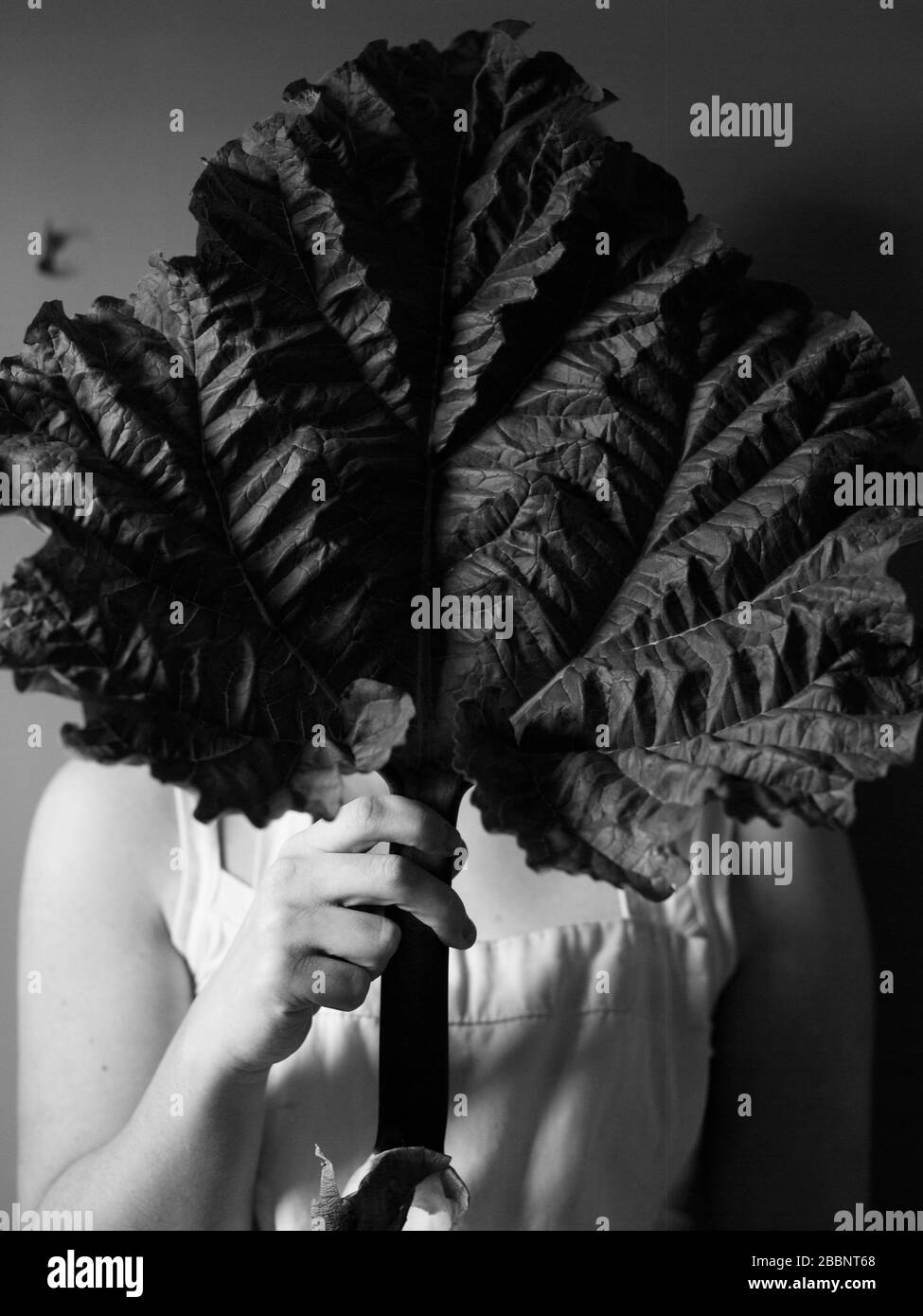 Foglie di rabarbaro Foto Stock