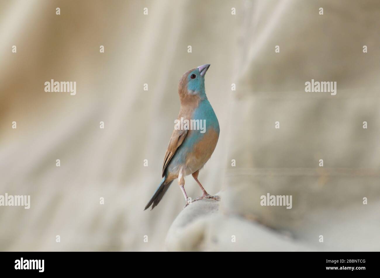 Blue Waxbill (Uraeginthus angolensis) Foto Stock