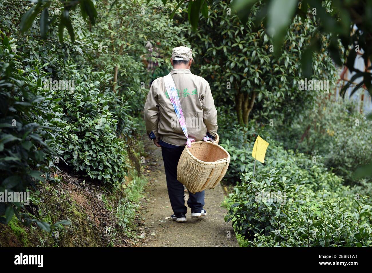 Hefei, la provincia cinese di Anhui. 1st Apr, 2020. Un contadino si dirige verso il giardino del tè nella cittadina di Fuxi nella città di Huangshan, nella provincia di Anhui nella Cina orientale, il 1° aprile 2020. Con l'aiuto della cooperativa di affari del tè, 215 famiglie nella città hanno beneficiato di un aumento di 1.200 yuan (circa 169 dollari americani) sul reddito annuale della famiglia attraverso la vendita di tè foglie alla cooperativa ad un buon prezzo. Credito: Zhou Mu/Xinhua/Alamy Live News Foto Stock