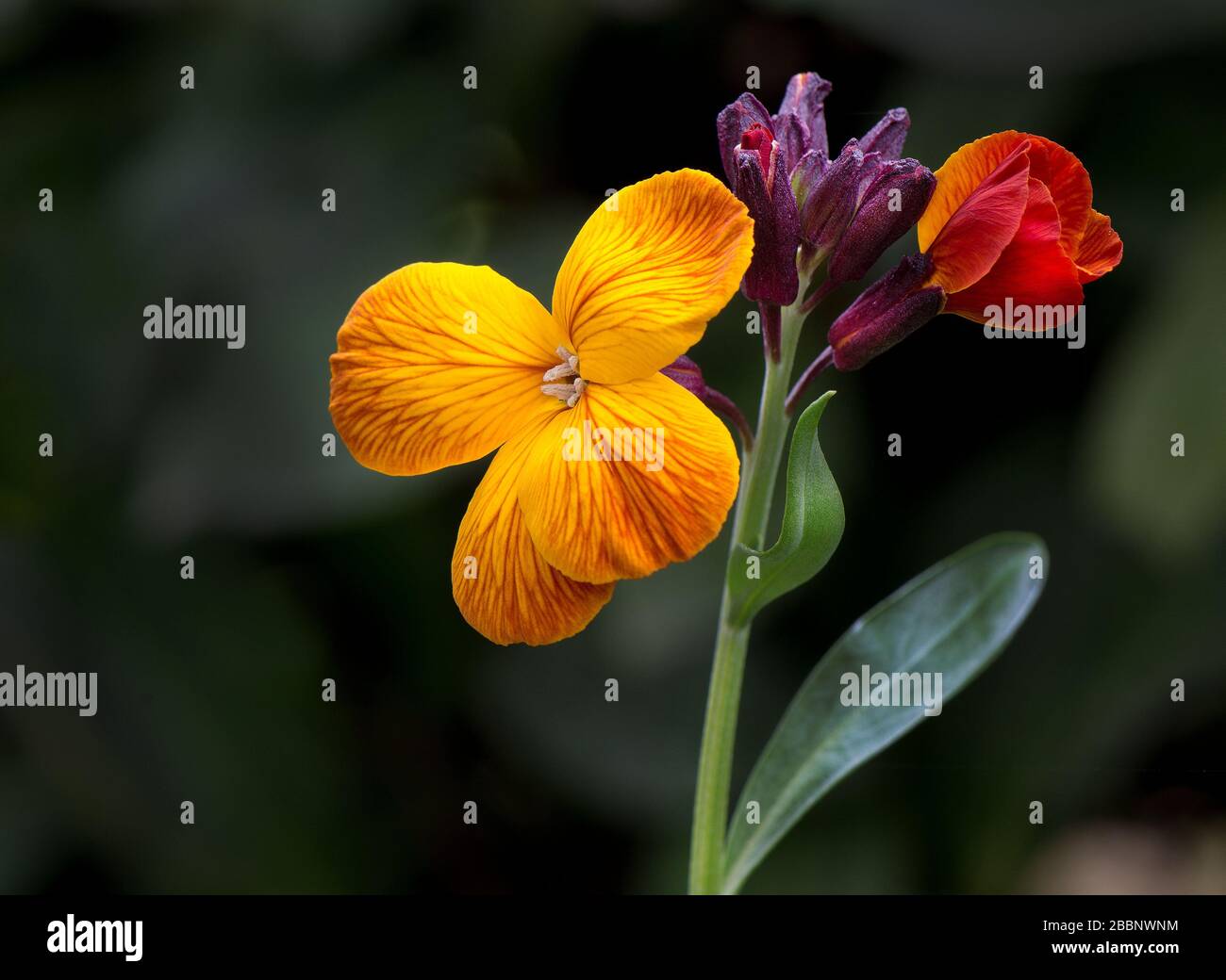 Fiori di Cheiranthus cheiri Foto Stock
